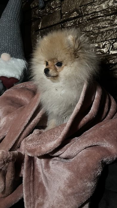 Шпіц померанський міні.