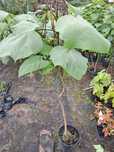 Catalpa żółtokwiatowa