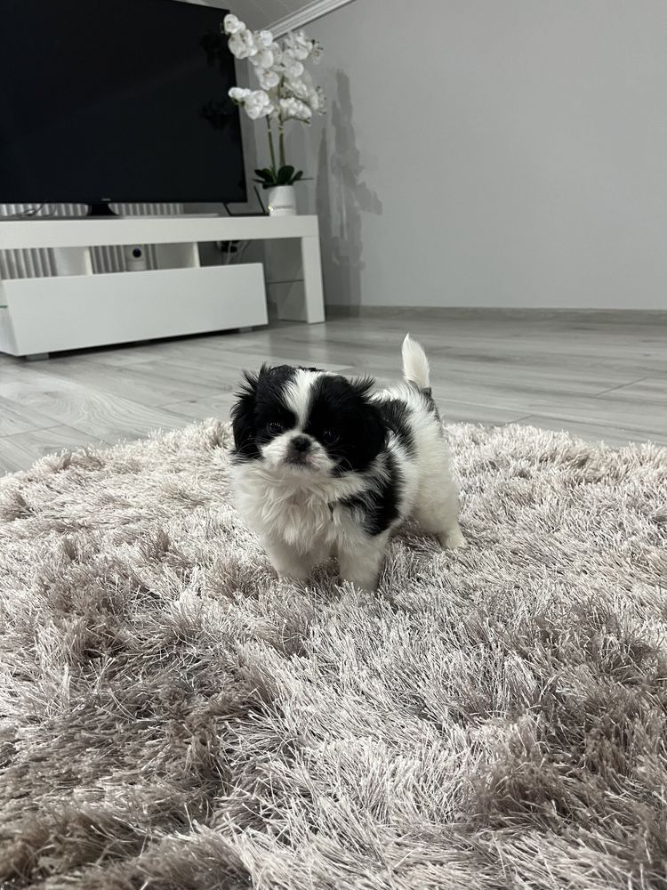 Chin Japoński ZKWP .  Nie cavalier nie pekińczyk nie Shih tzu