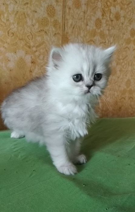 Серебристая шиншилла котята белые