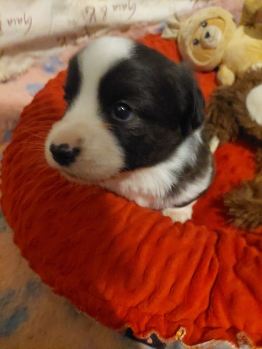 Welsh Corgi Cardigan FCI
