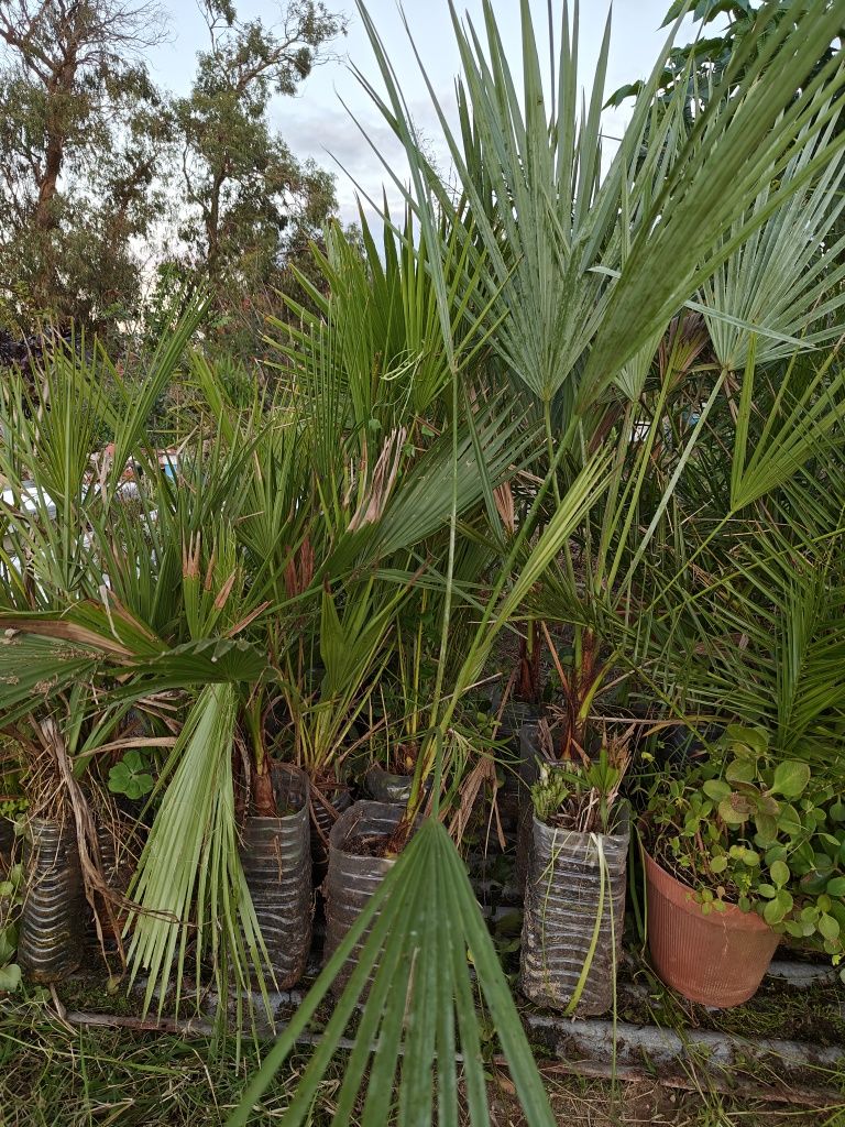 Plantas e árvores baratas