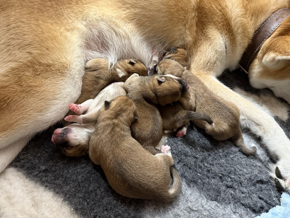 Akita inu akita japońska suczka po Championie Polski