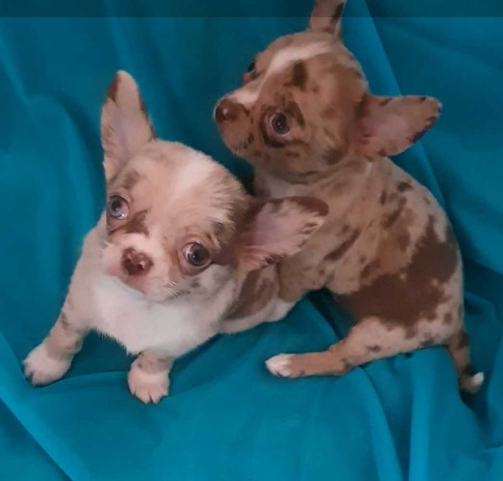 Мармурове диво. Хлопчик.