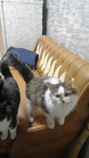 Котенята. Київ. Київська обл.