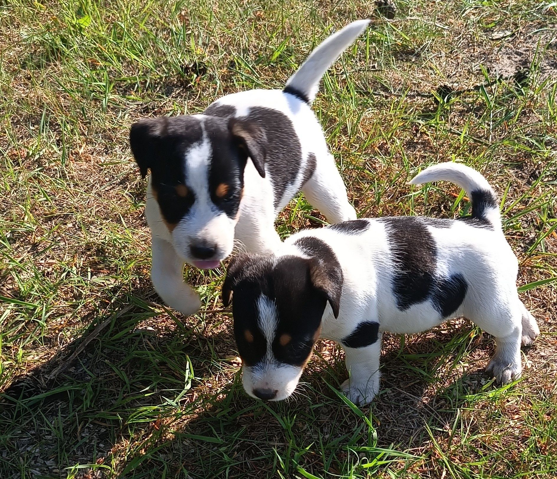 Suczka Jack Russell terrier