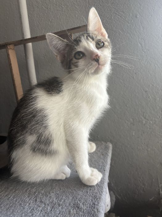 Kociaki szukaja domu