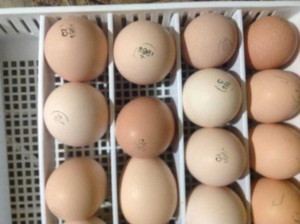 Яйце імпортне для інкубації, з маркеруванням !