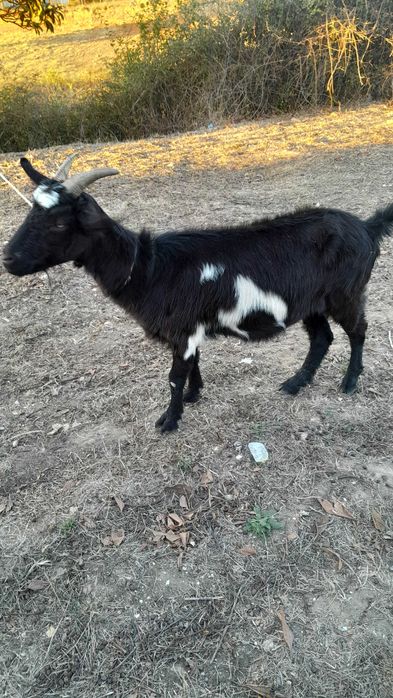 Casal de cabras novas