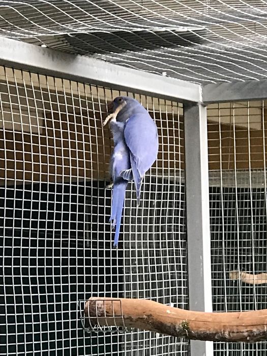 Ring necks de 2025 para cedência