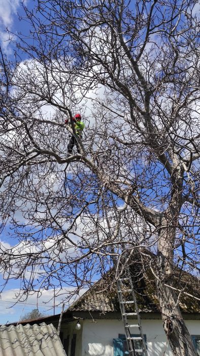 Спиляти, Зрізати ДЕРЕВО. Спилить, Обрезать ДЕРЕВО. Расчистка участка