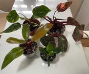 Pack 4 Philodendrons