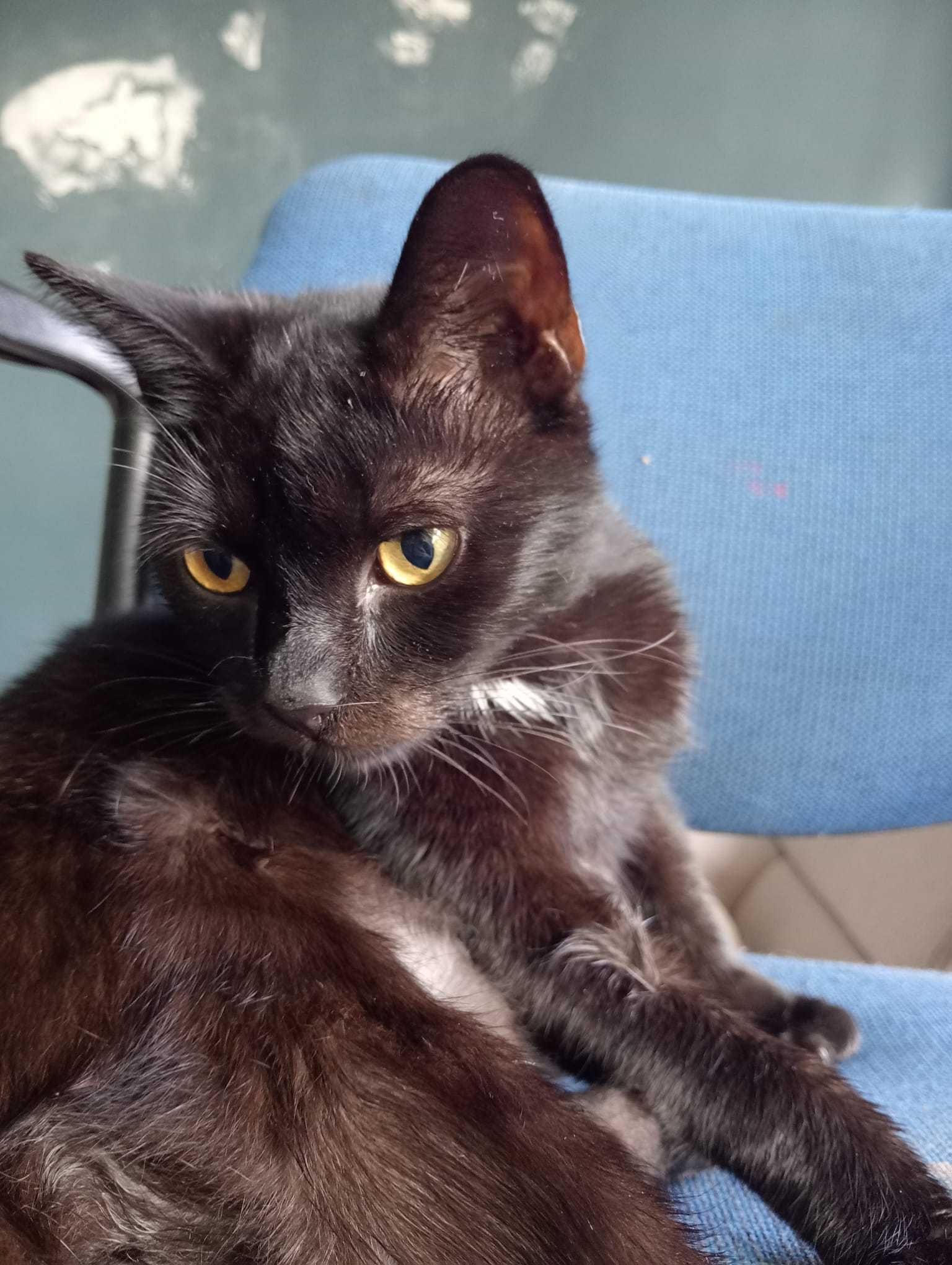 BONIFACY i RYNIO młode koty do adopcjii