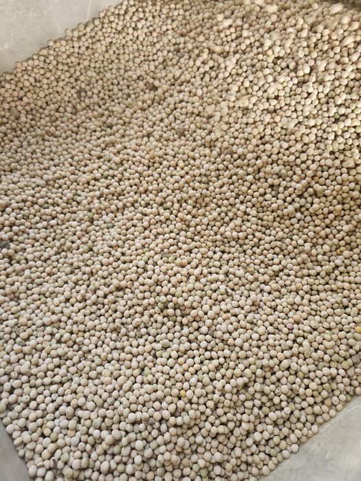 Groch ozimy Dexter rok po centrali