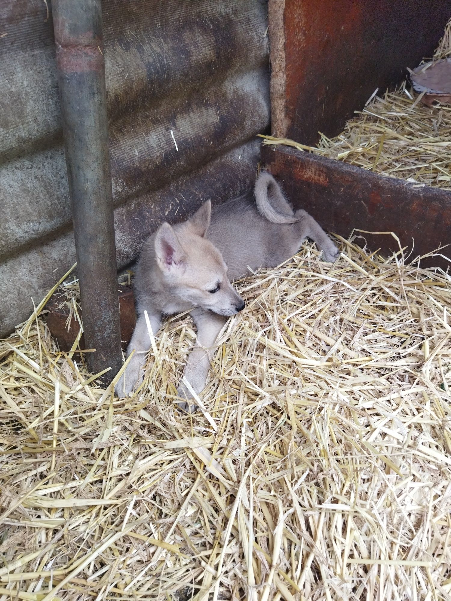 Продам щенят західно сибірська лайка