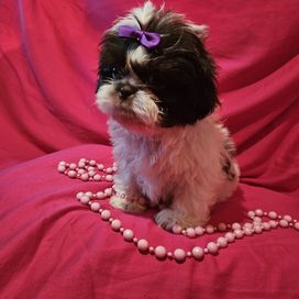 Shih-tzu malutka suczka