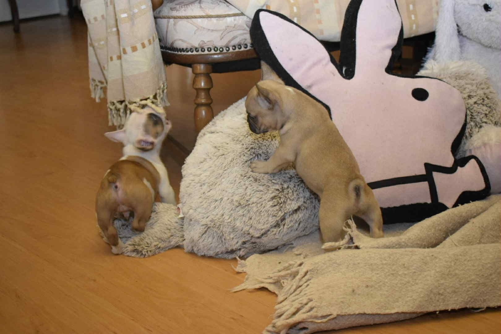 Buldog francuski Łaciaty Playboy