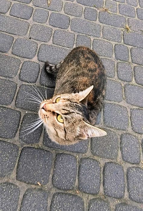 Młoda kotka do adopcji