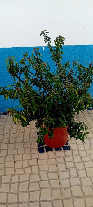 Pyracantha Coccinea arbusto para sebes