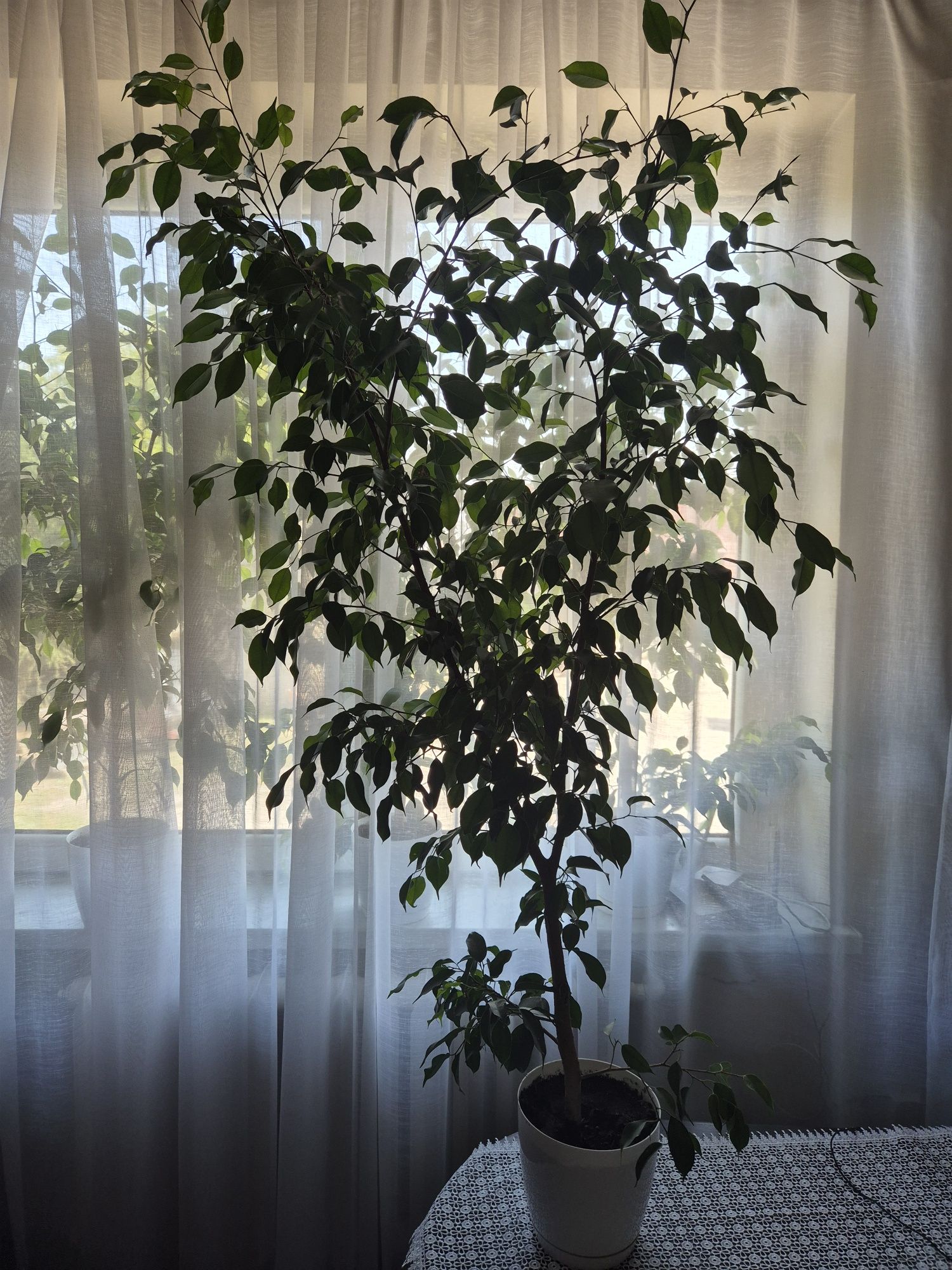 Sprzedam Fikus benjamina