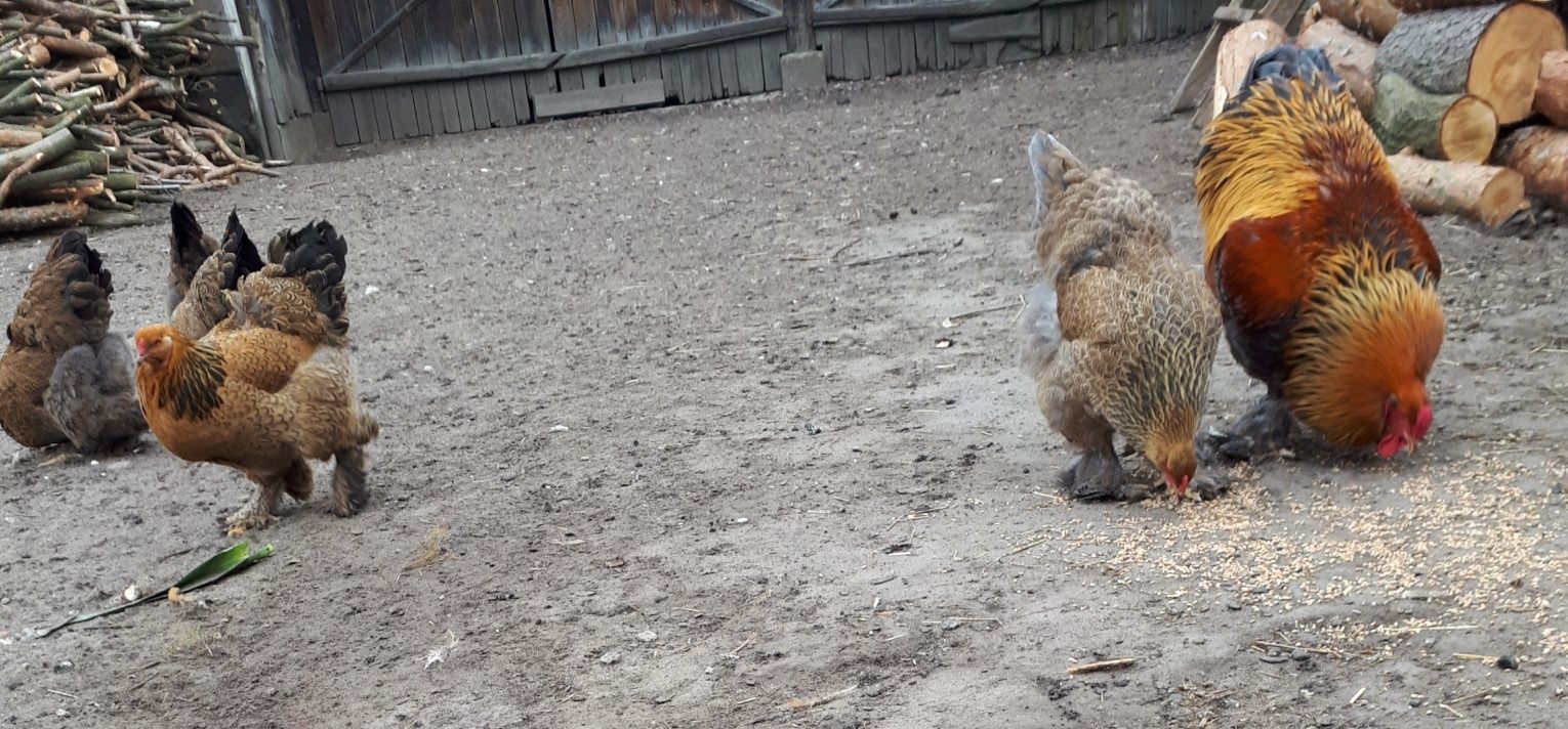 Jaja lęgowe kochin olbrzymi złocisty i brahma kuropatwiana