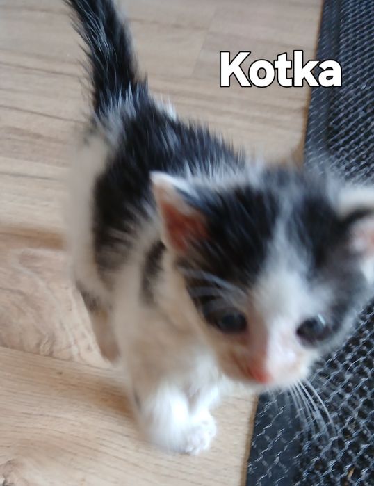 Małe kocięta do pilnej adopcji