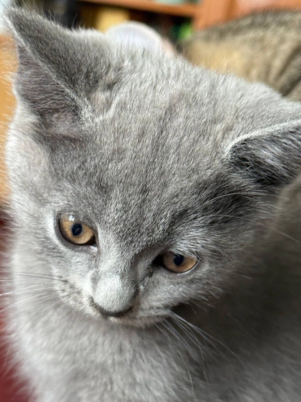 Подарую гарненьких  кошенят