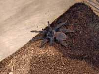 Lasiocyano (ex. Pterinopelma) sazimai