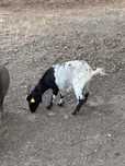 Casal cabras anas adultas bomitas excelente linhagem