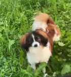 spaniel kontynentalny, phalene nie papillon, ZKwP, FCI, piesek