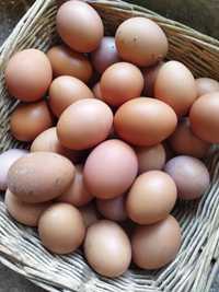 ovos caseiros para consumo, coelhos para consumo ou criar