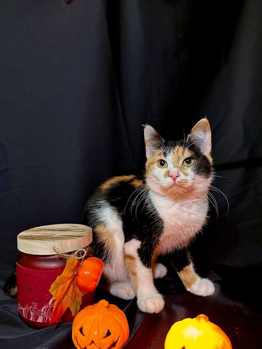 Трехцветная кошка котенок