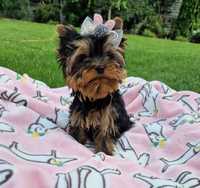 Yorkshire Terrier York FCI Piesek