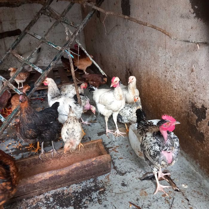 Vendo frango e garnizos caseiros