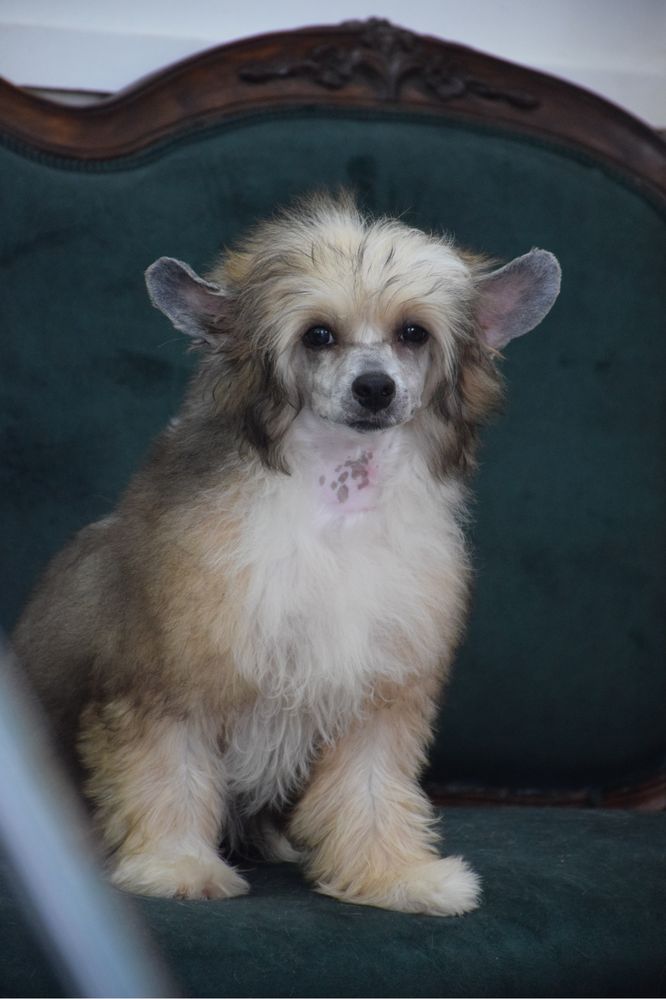 Cão de Crista Chines - Variedade Powderpuff