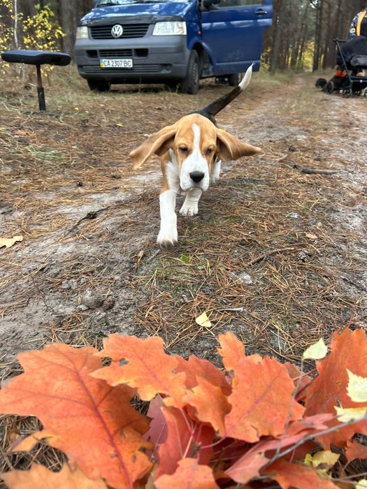 Клубний бігль. 4 місяці. Повний пакет документів