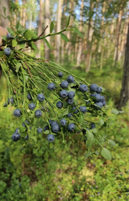 Варення із чорниць