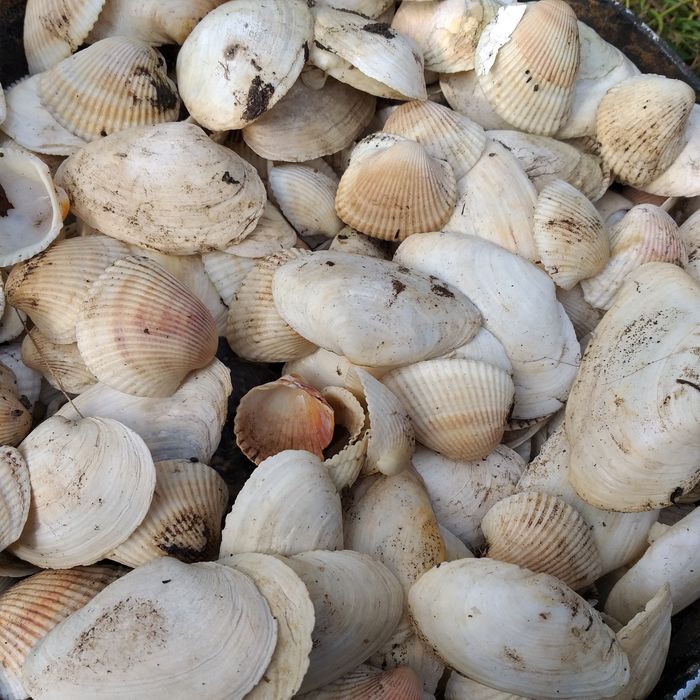 Ракушки морские натуральные  для аквариума