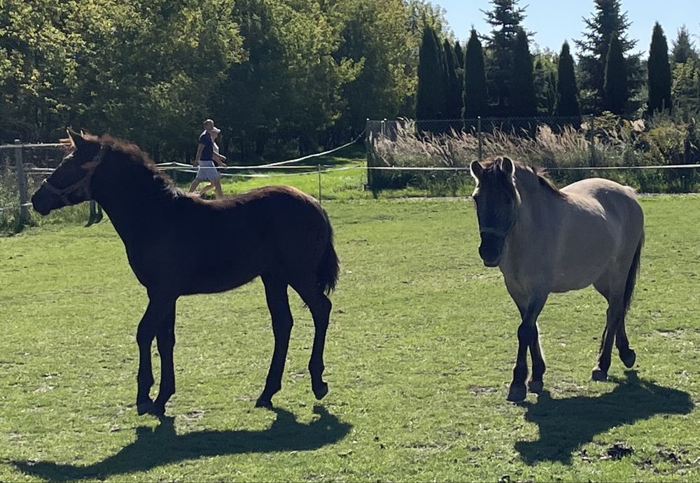 Klacz konik polski w parze z ogierkiem