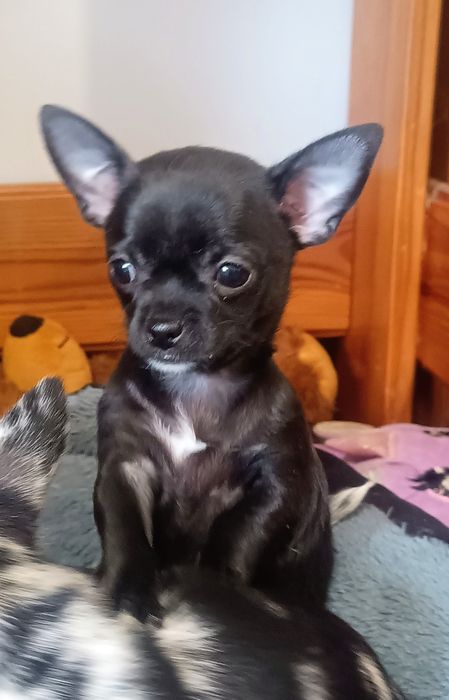 Chihuahua krótkowłosa XS - mini czarna suczka