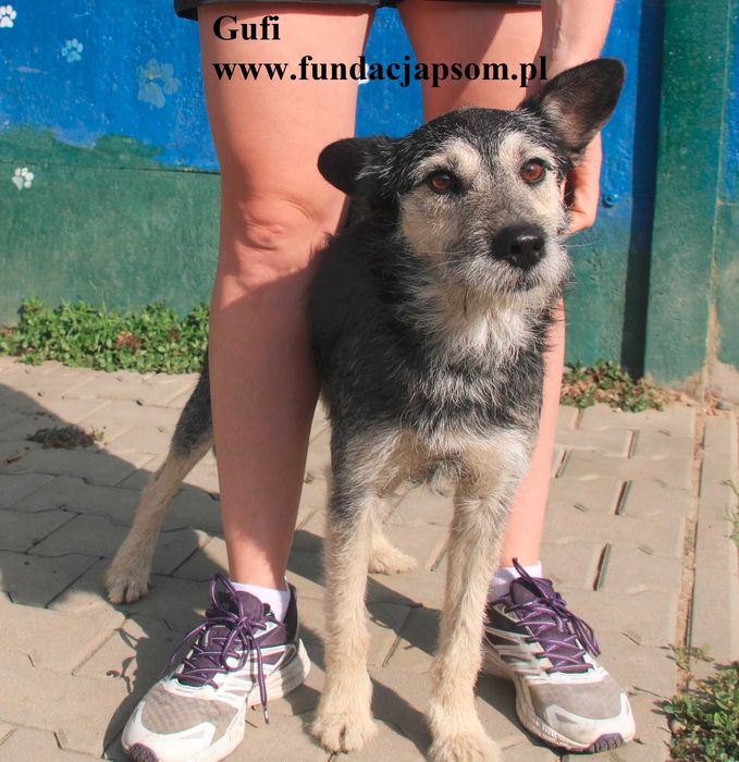 Gufi, cudowny sierściuch