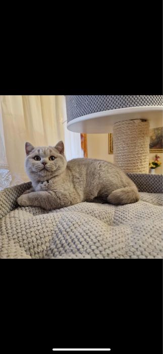 Kot brytyjski liliowy gotowy do odbioru