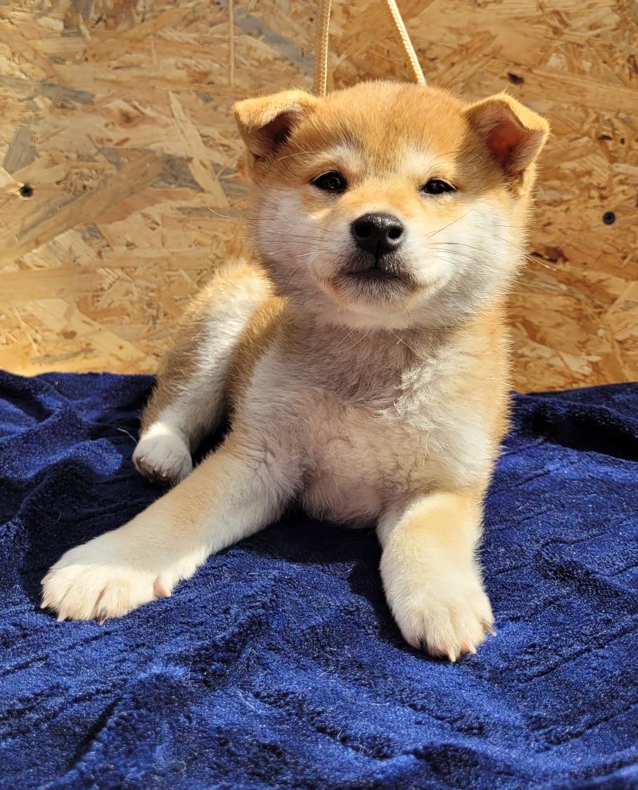 Shiba inu piesek ! Gotowy do odbioru