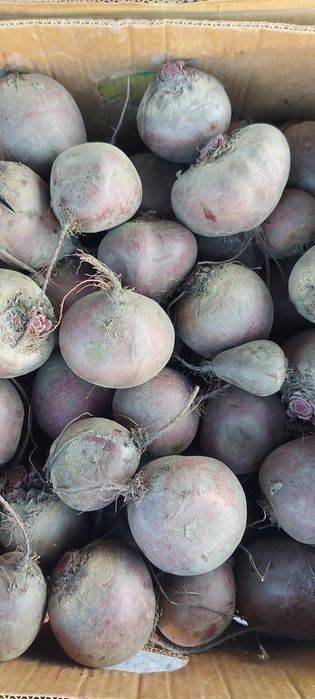 Продам буряк столовий