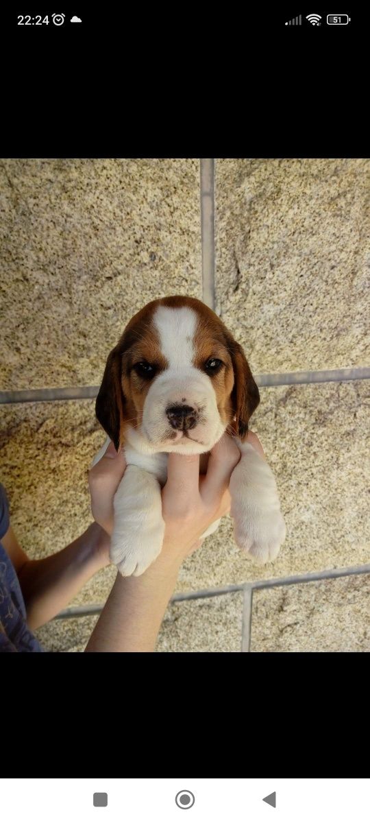 Beagle fêmea tricolor disponível para entrega imediata