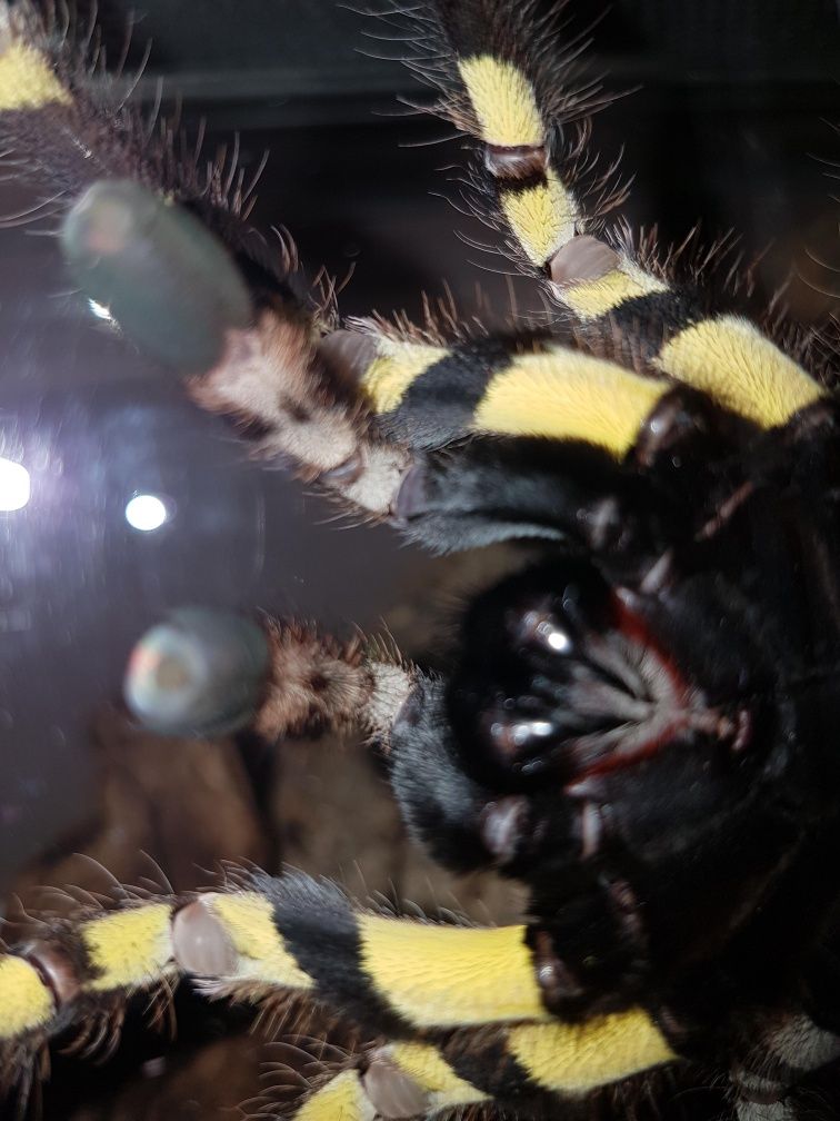 Poecilotheria regalis/Ptasznik królewski. Dorosła duża samica.