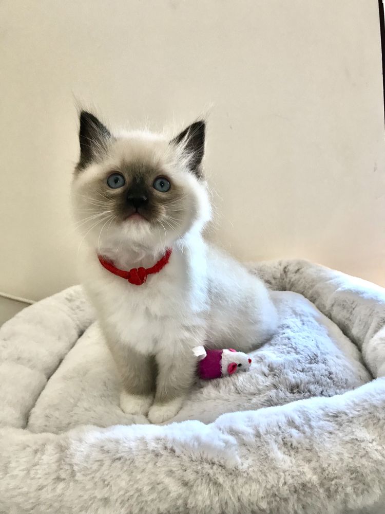 Ragdoll Wspaniała koteczka Olga - Wrzesien