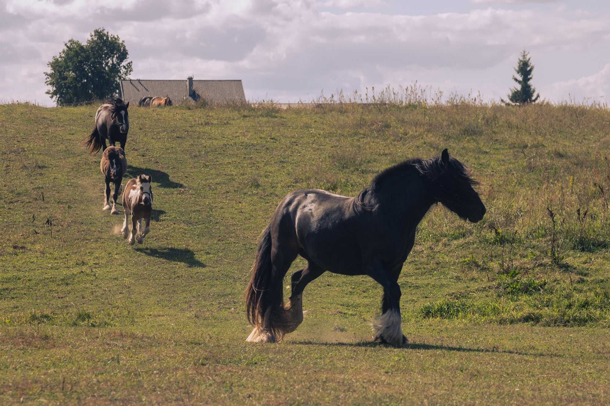 Klacz Gypsy cob /Tinker 4l