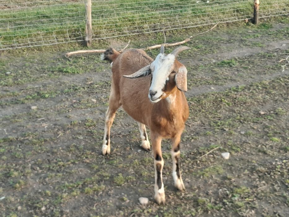 Sprzedam koze anglonubijska