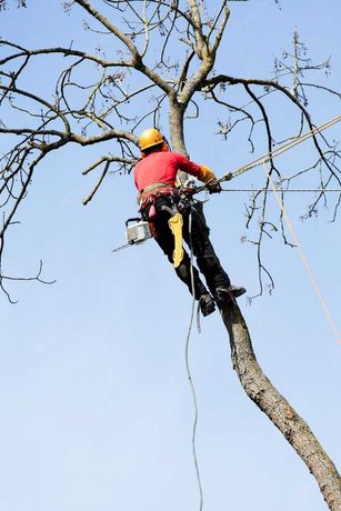 Eksperci Wycinka Drzew, metoda tradycyjna i alpinistyczna